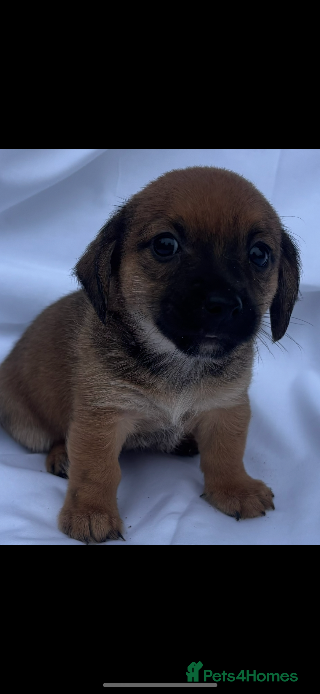 Jack Russell dogs for sale: Jack Russel puppy’s  - Image 1