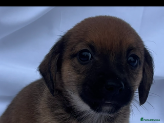 Jack Russell dogs - Advert 5