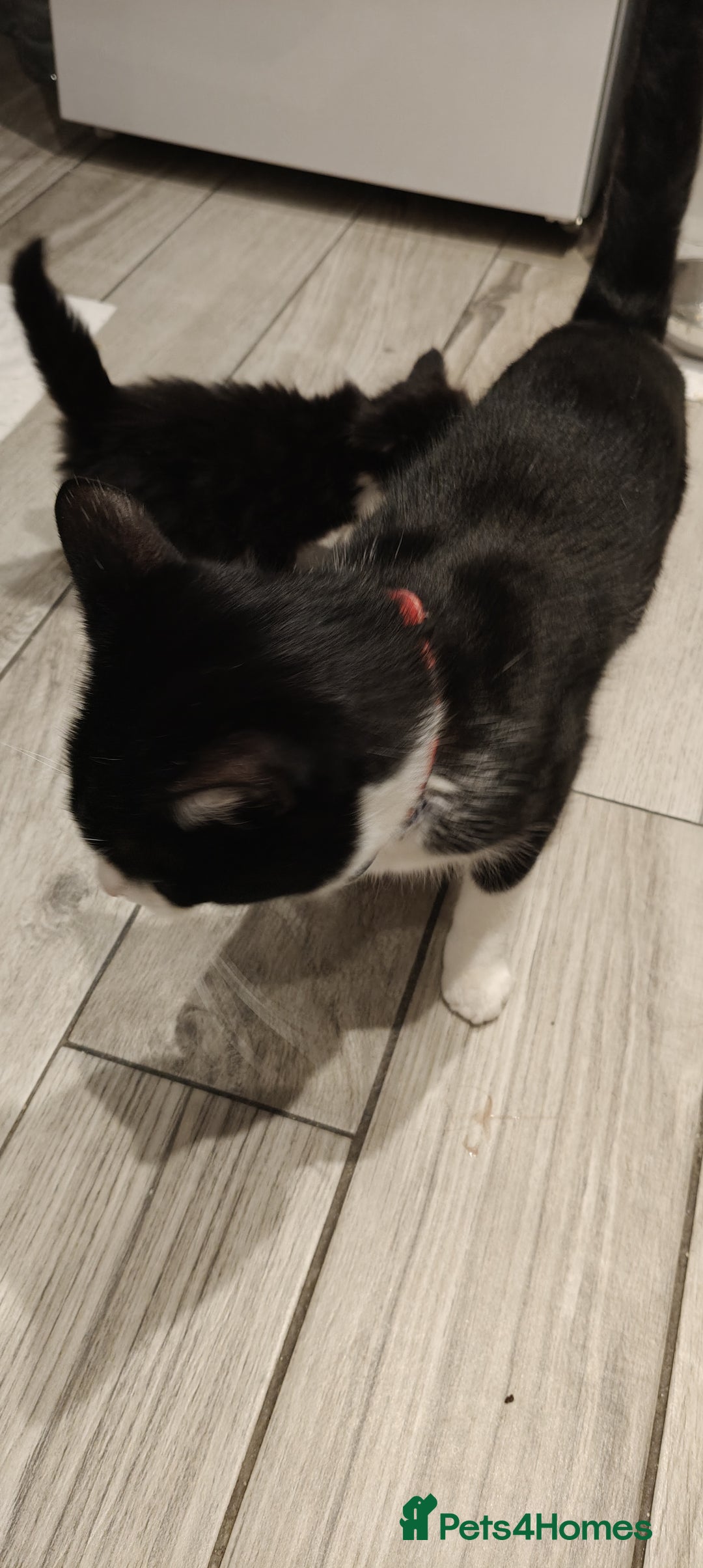 Mixed Breed cats for sale: Kitten's  - Image 11