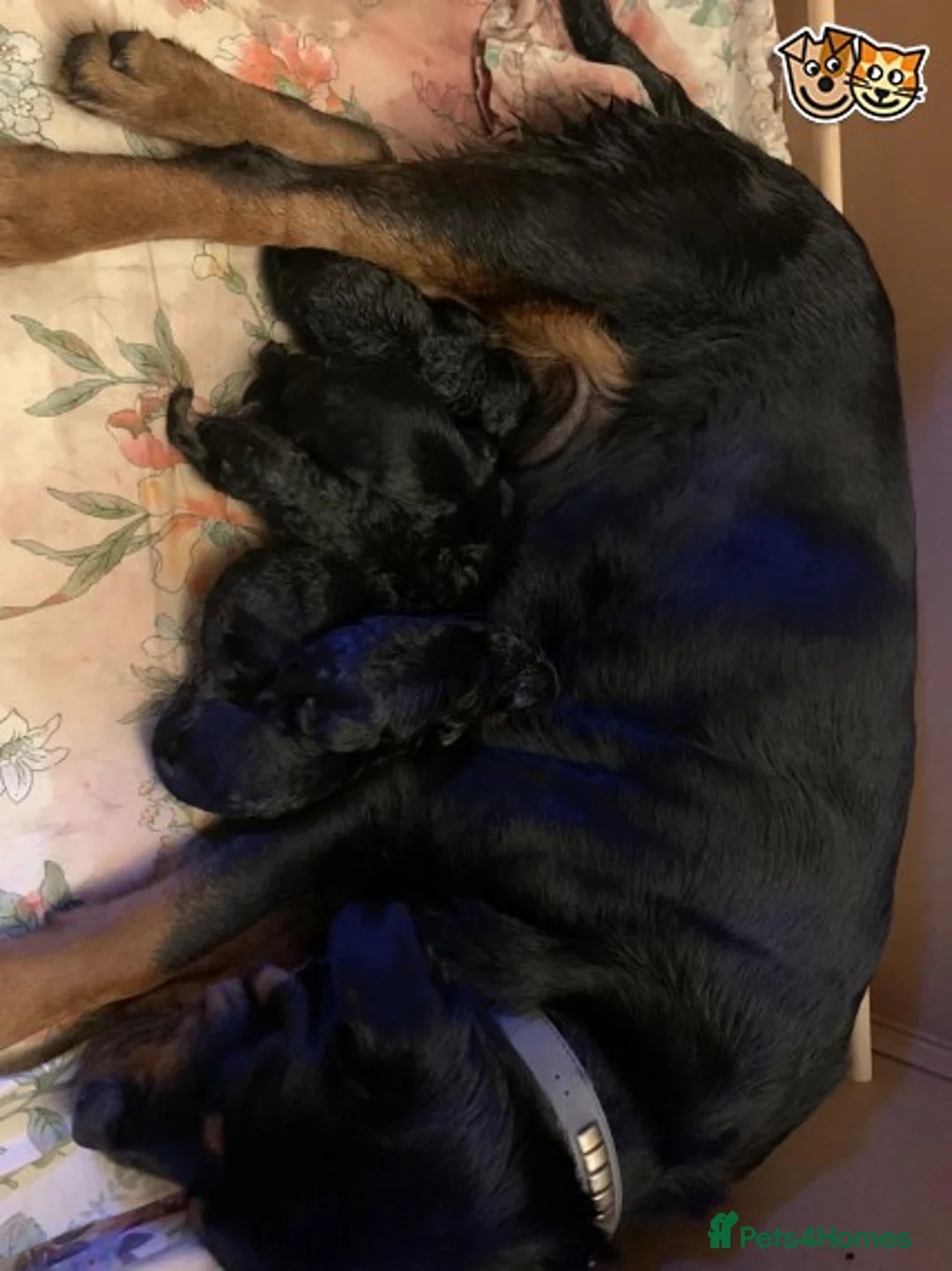 Rottweiler dogs for stud: **** FAUSTINIS TK,S QUANTOM OF SOLICE **** in Preston - Advert 15