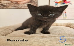 Mixed Breed cats for sale: Beautiful kittens for loving homes from 8th Aug  - Image 6