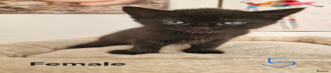Kitten 5