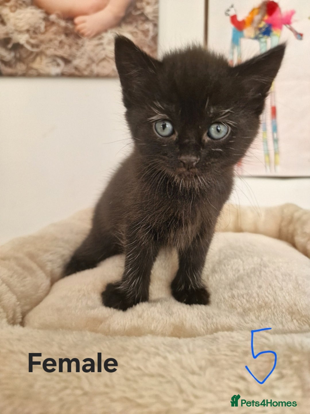 Mixed Breed cats for sale: Beautiful kittens for loving homes from 8th Aug  - Image 6