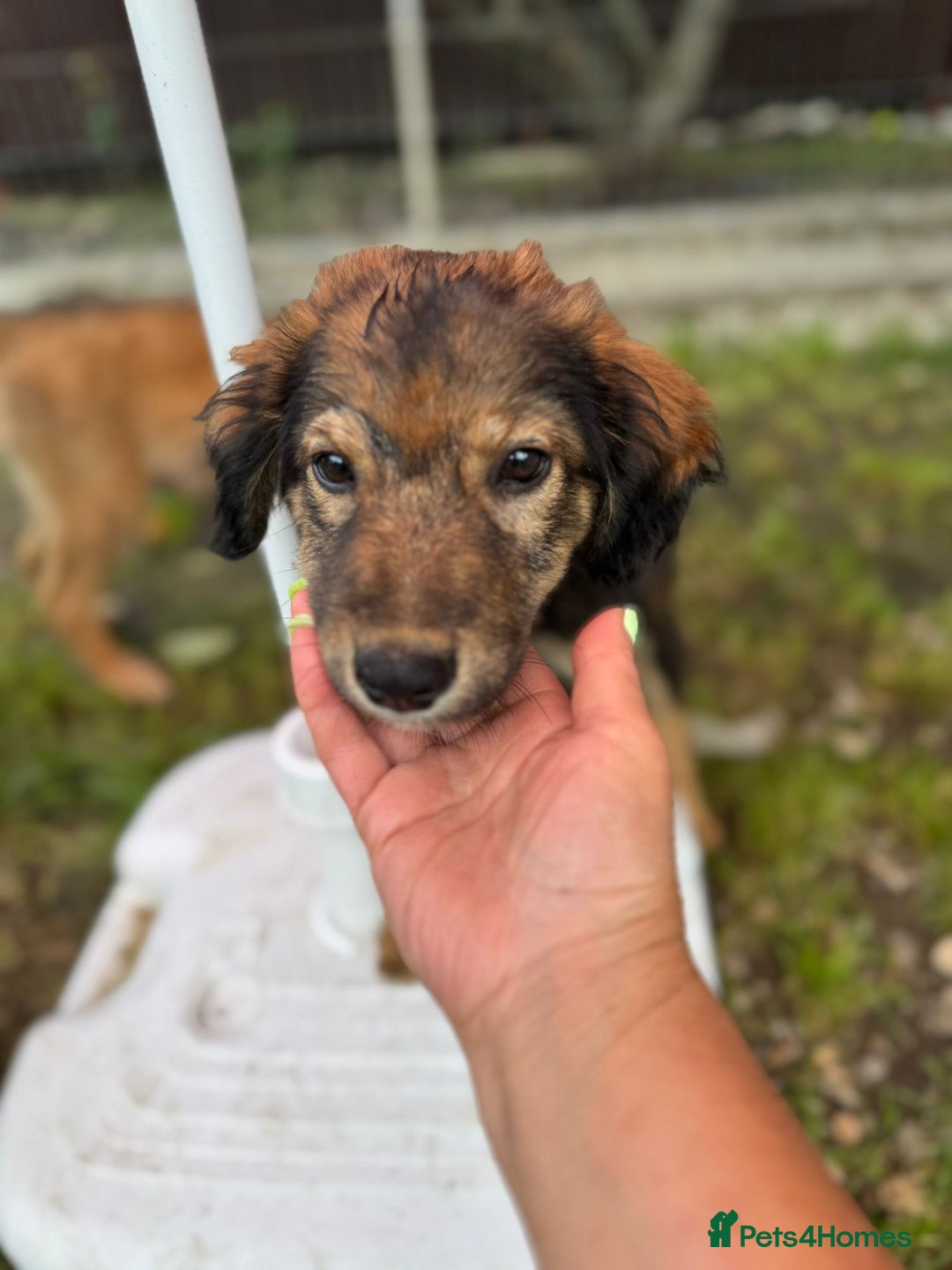 Mixed Breed dogs for adoption: RITA – a Superb young Girl for a Loving Home - Advert 13