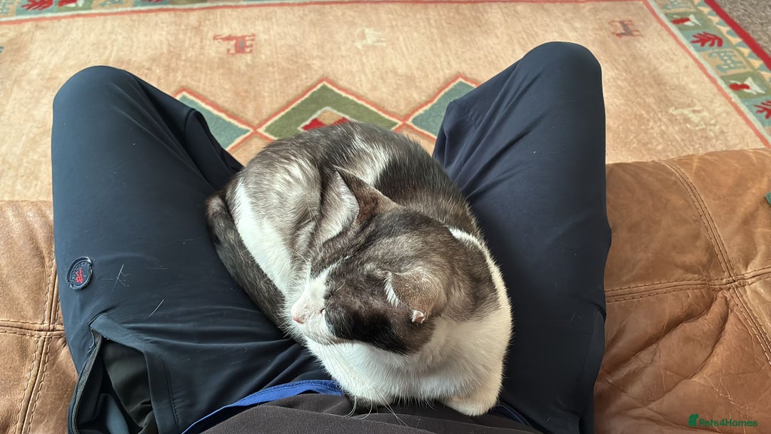 Mixed Breed cats for adoption: 🐾 Cuddly Indoor Family Cat   - Image 6