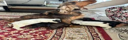 Cocker Spaniel dogs for sale: Stunning KC registered show type cocker pups  - Advert 3