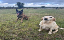 Mixed Breed dogs for sale: Labrador X Belgian Shepherd Belgiador  - Image 7