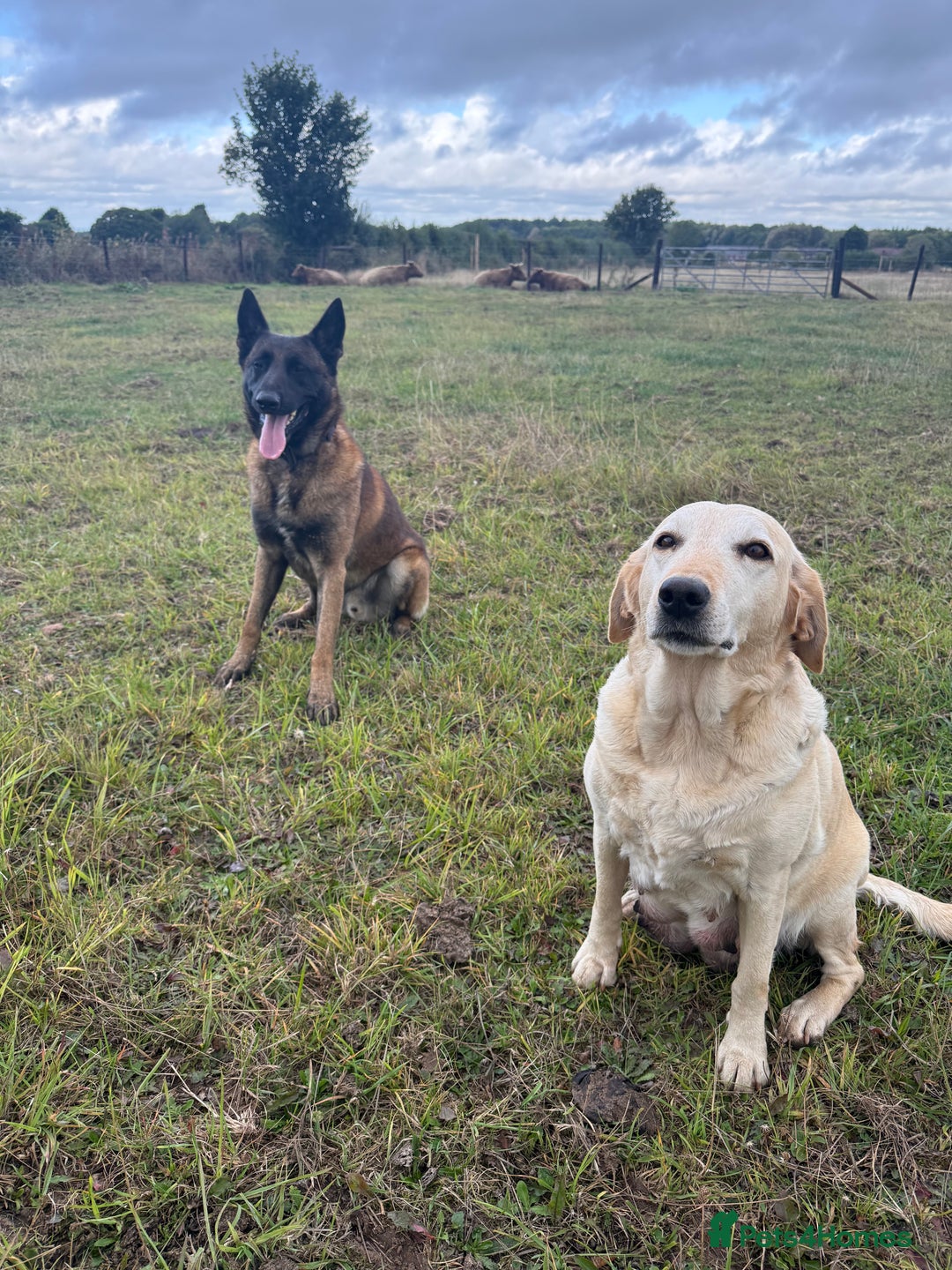 Mixed Breed dogs for sale: Labrador X Belgian Shepherd Belgiador  - Image 7