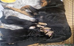 Mixed Breed dogs for sale: Adorable Rottsky Pups - Image 10