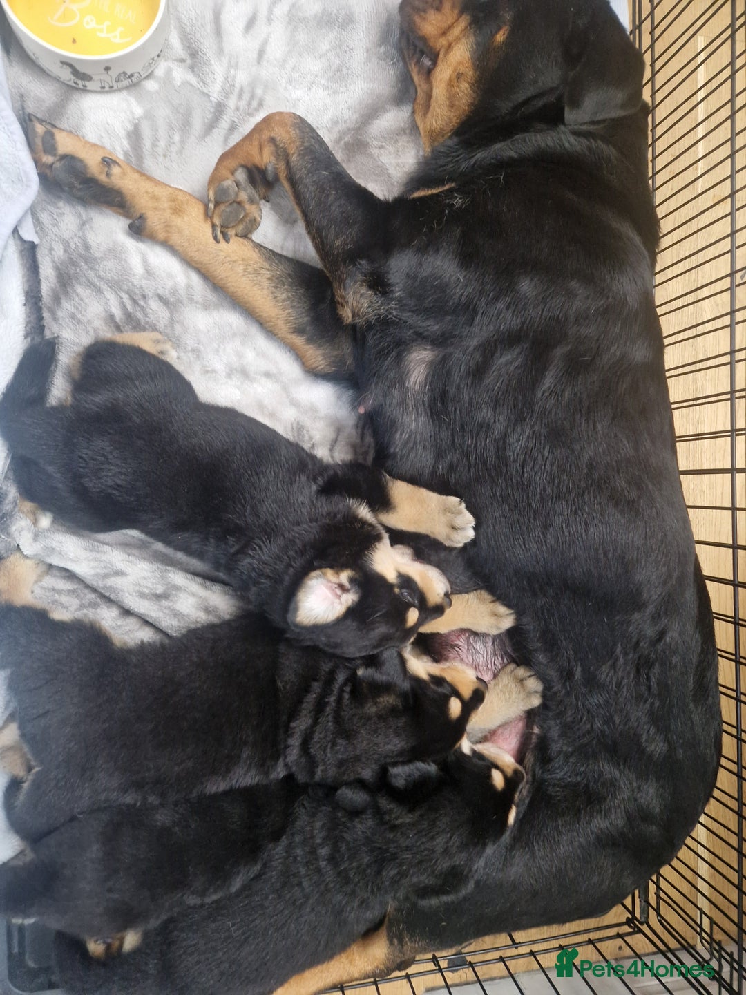 Mixed Breed dogs for sale: Adorable Rottsky Pups - Image 10