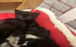Mixed Breed cats for sale: Maine coon/ BomBay kittens  - Image 8