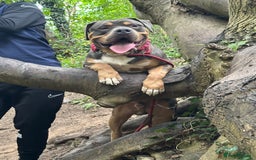 American Bully dogs for sale: Classic bully  - Image 2