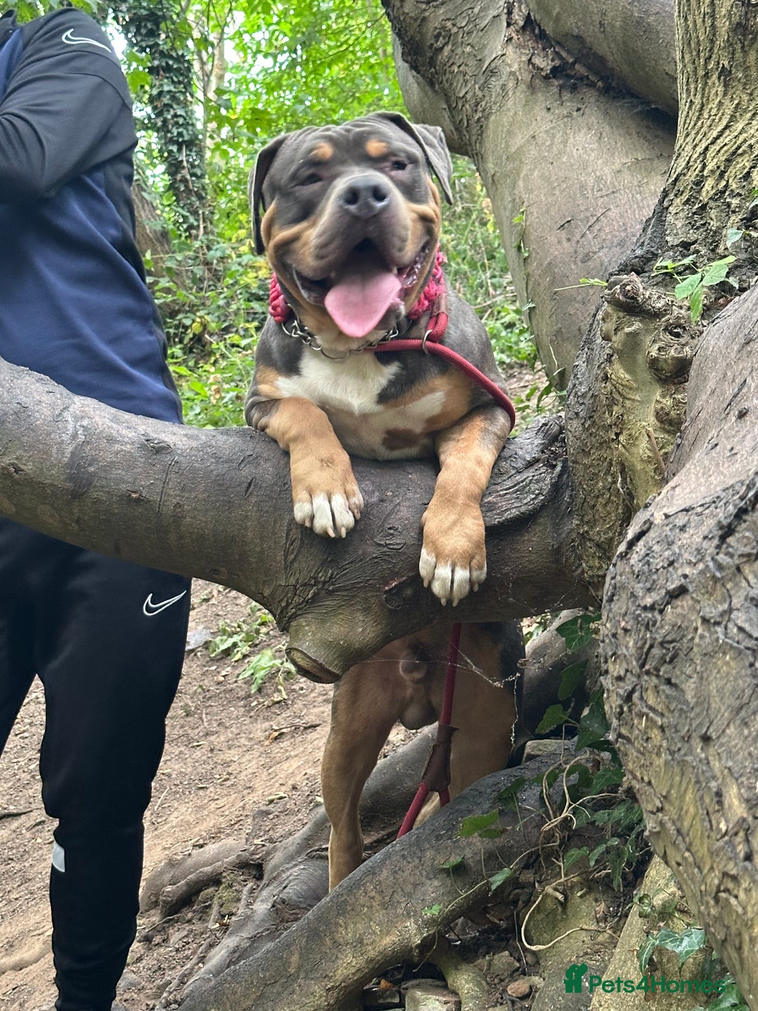 American Bully dogs for sale: Classic bully  - Image 2