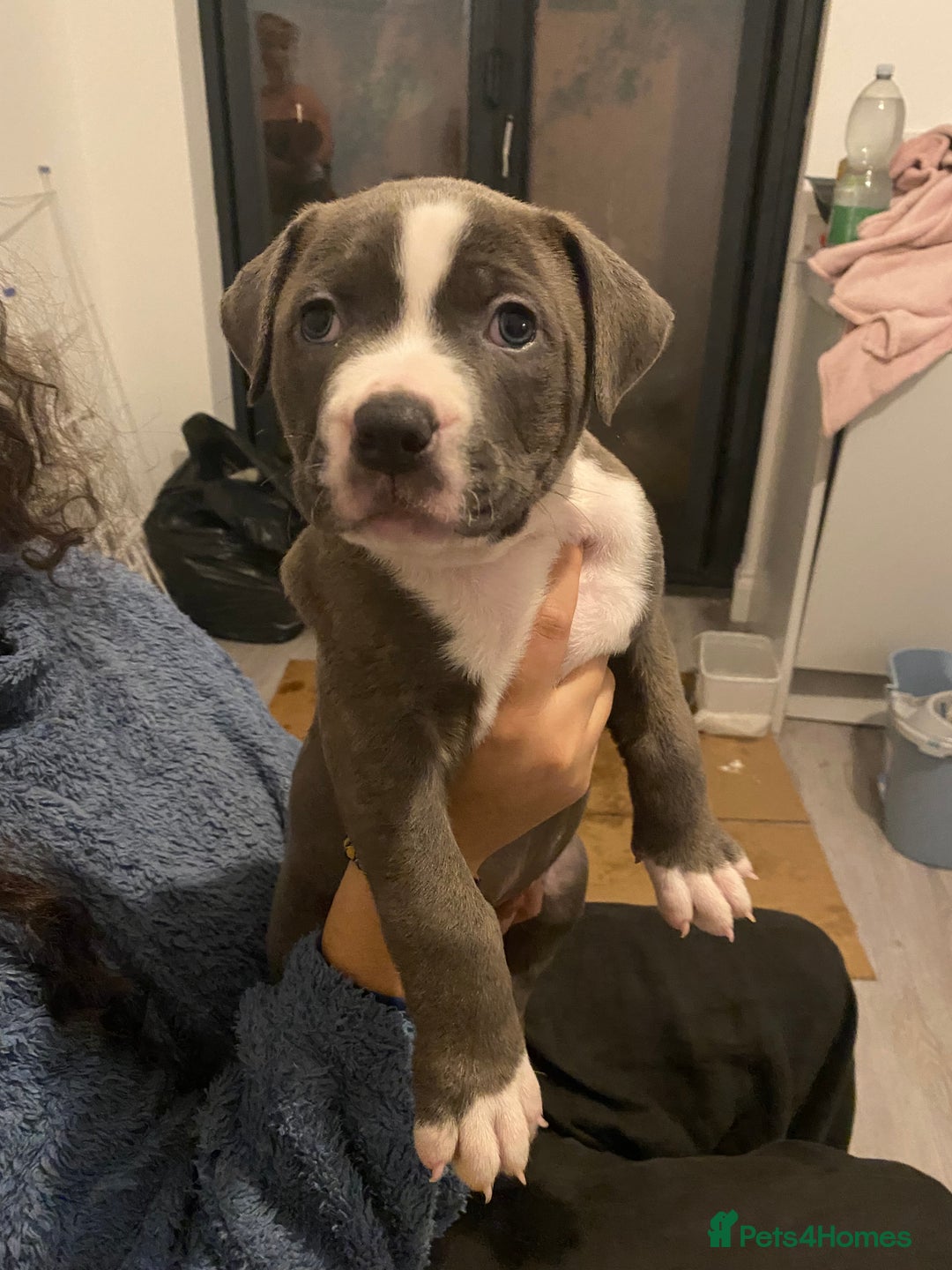 Mixed Breed dogs for sale: Scott American Bulldog Cross  - Advert 14