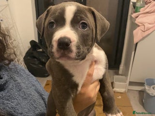 Mixed Breed dogs Scott American Bulldog Cross - Advert 4