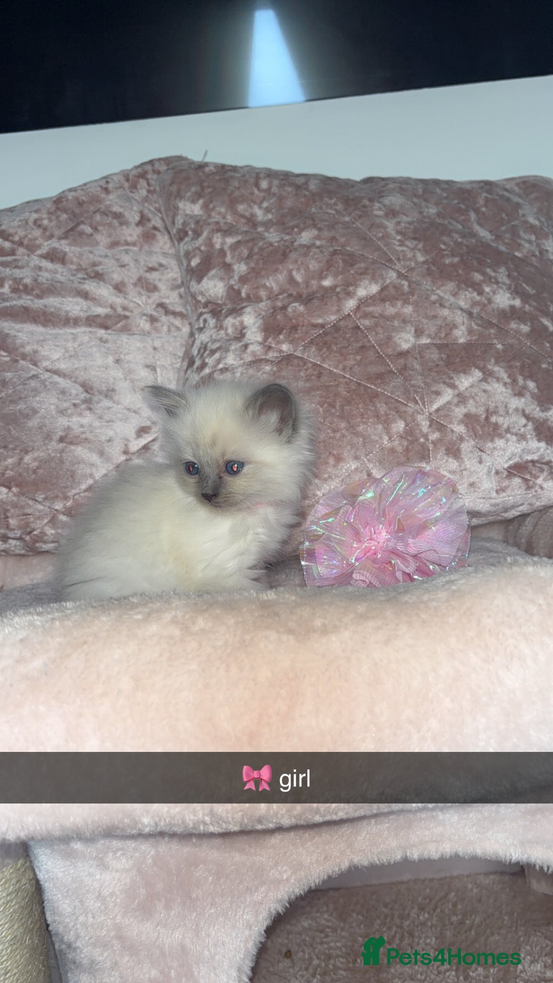 Ragdoll cats for sale: 🌸pedigree Ragdoll babies, reduced🌸 - Image 24
