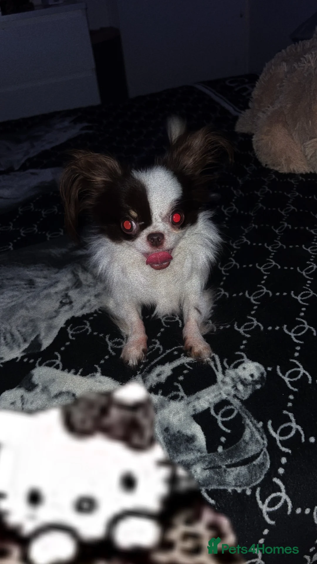 Chihuahua dogs for stud: For Stud  - Advert 6