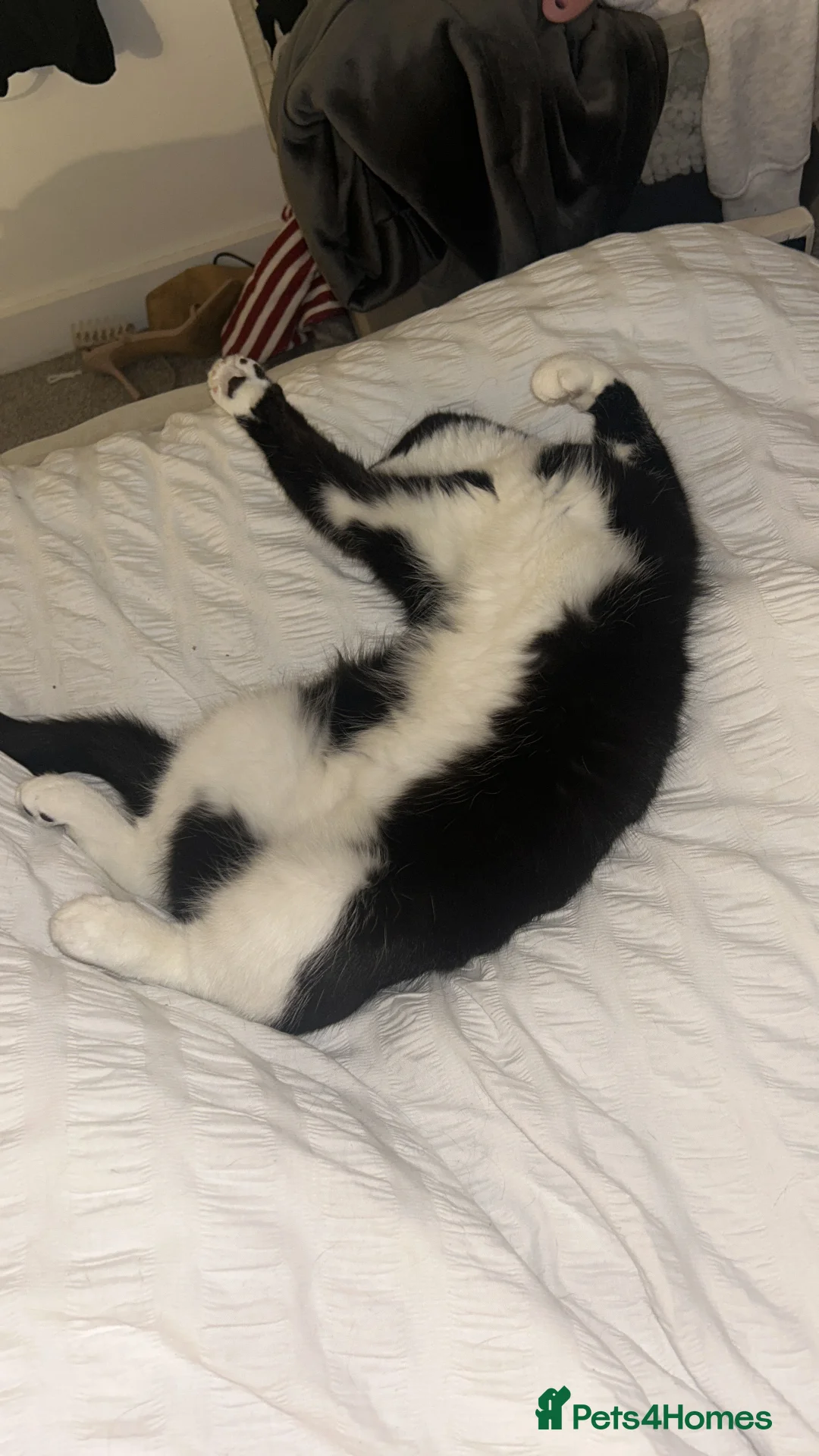 Domestic Shorthair cats for sale: Cat for sale in Manchester - Advert 4