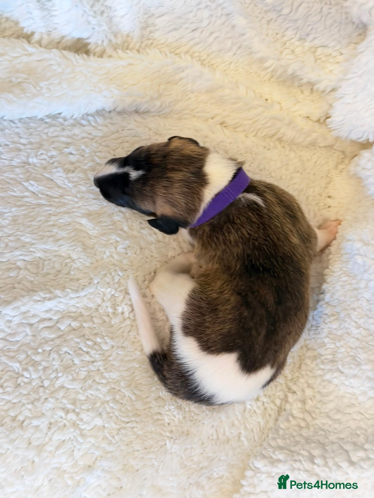 Whippet dogs for sale: Stunning pedigree whippets puppies  - Advert 1