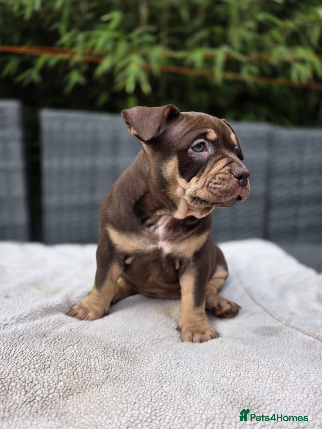 American Bully dogs for sale: 3 Stunning Pocket American bully  - Image 8