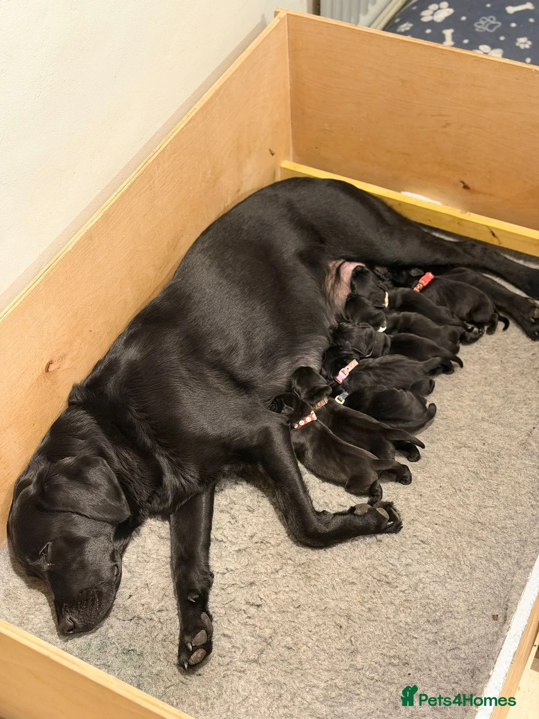 Labrador Retriever dogs for sale: 8 beautiful chunky black KC registered puppies - Advert 23