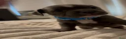 Staffordshire Bull Terrier dogs for sale: Blue✨CHAMPION✨ Staffordshire Bull Terrier Puppy’s  - Advert 6