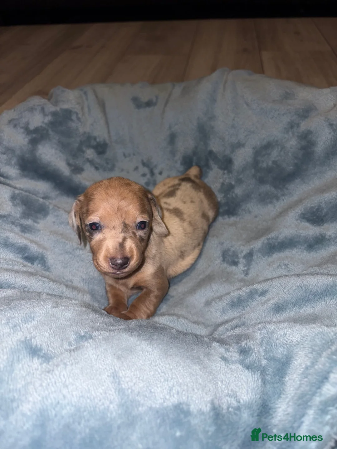 Miniature Dachshund dogs for sale: 4 Miniature Dachshund Puppies - Advert 11