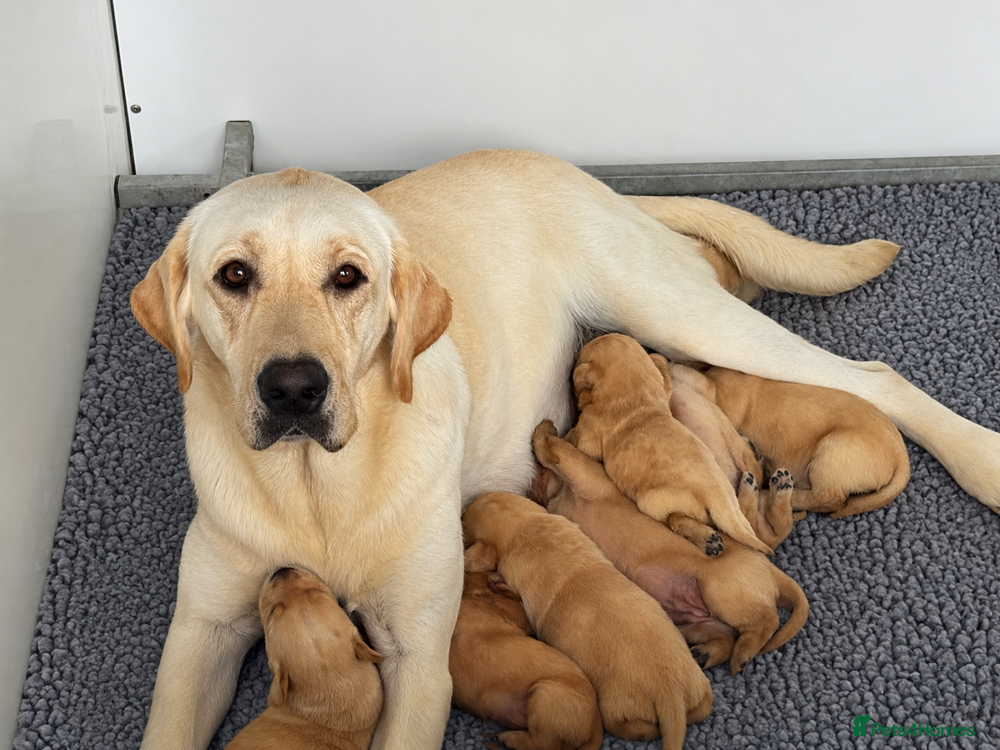 Labrador Retriever dogs KC Litter of Labradors  - Advert 1