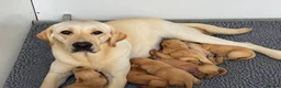 Labrador Retriever dogs for sale: Fully health tested parents KC Boys available 💛🧡 - Advert 20