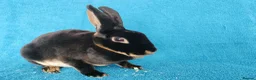 Rex rabbits for sale: Adult female mini rex for sale  - Advert 2