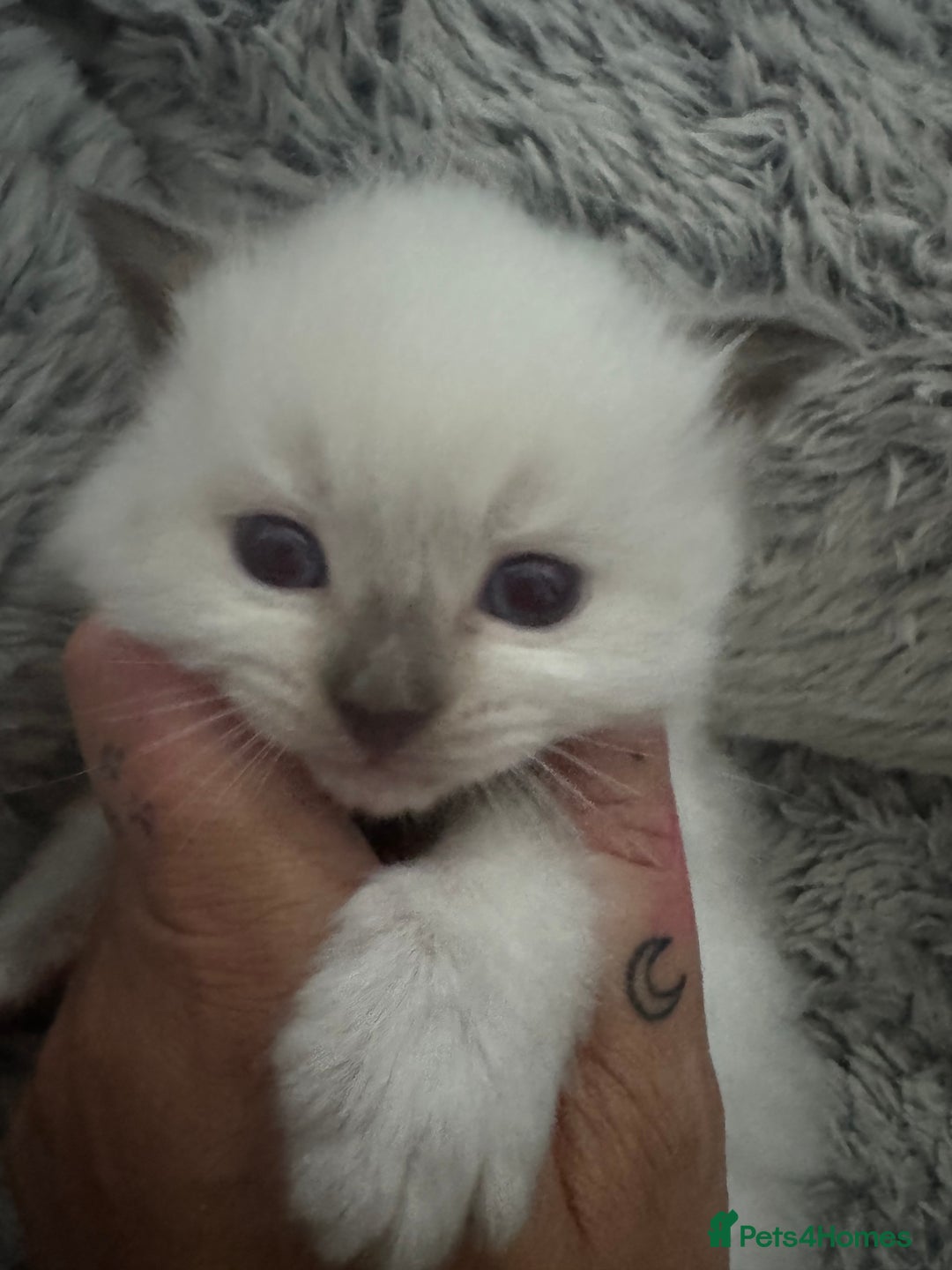 Ragdoll cats for sale: Absolutely Stunning litter of pure Ragdoll kittens - Advert 5