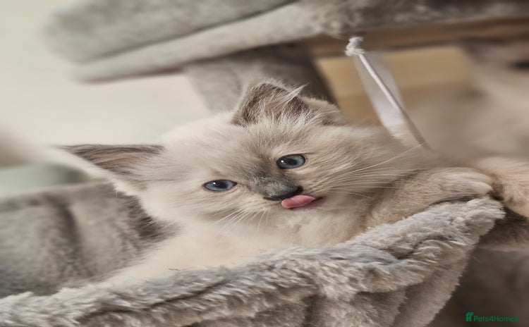 Ragdoll cats - Advert 10
