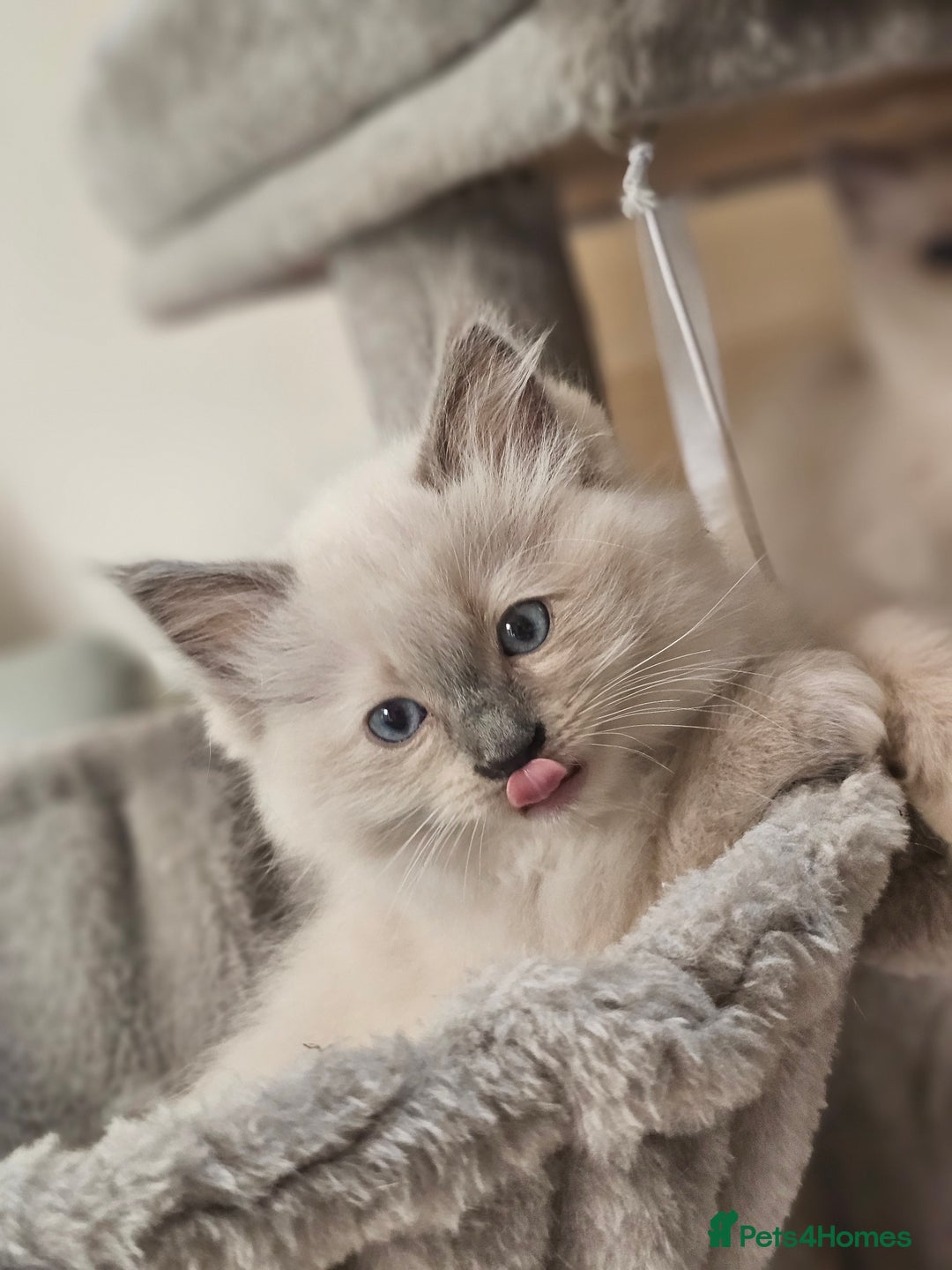 Ragdoll cats for sale: Adorable Ragdoll Boy for Sale - East London - Image 1