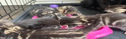 Bengal cats for sale: Bengal Kittens Looking for Their Forever Homes  - Advert 30