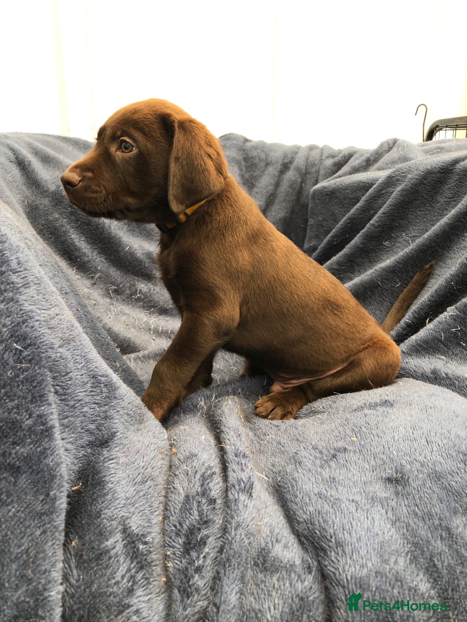 Labrador Retriever dogs READY NOW 1 Male Chocolate Labrador Puppy - Advert 2