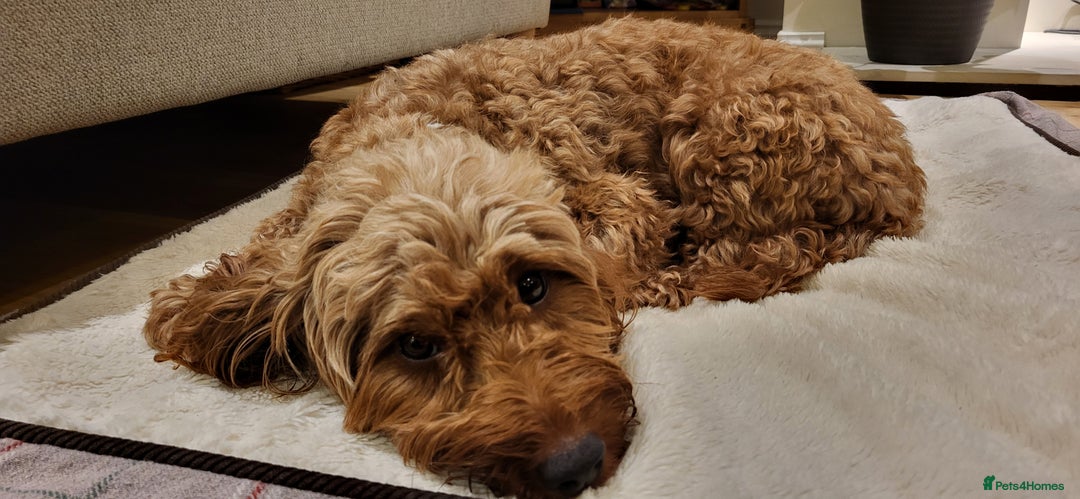 Cockapoo dogs for sale: Golden and Apricot Red F1b Cockerpoos for sale! - Image 20