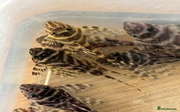 Plecos fish for sale: L333 King Tiger Plecos.  - Image 8