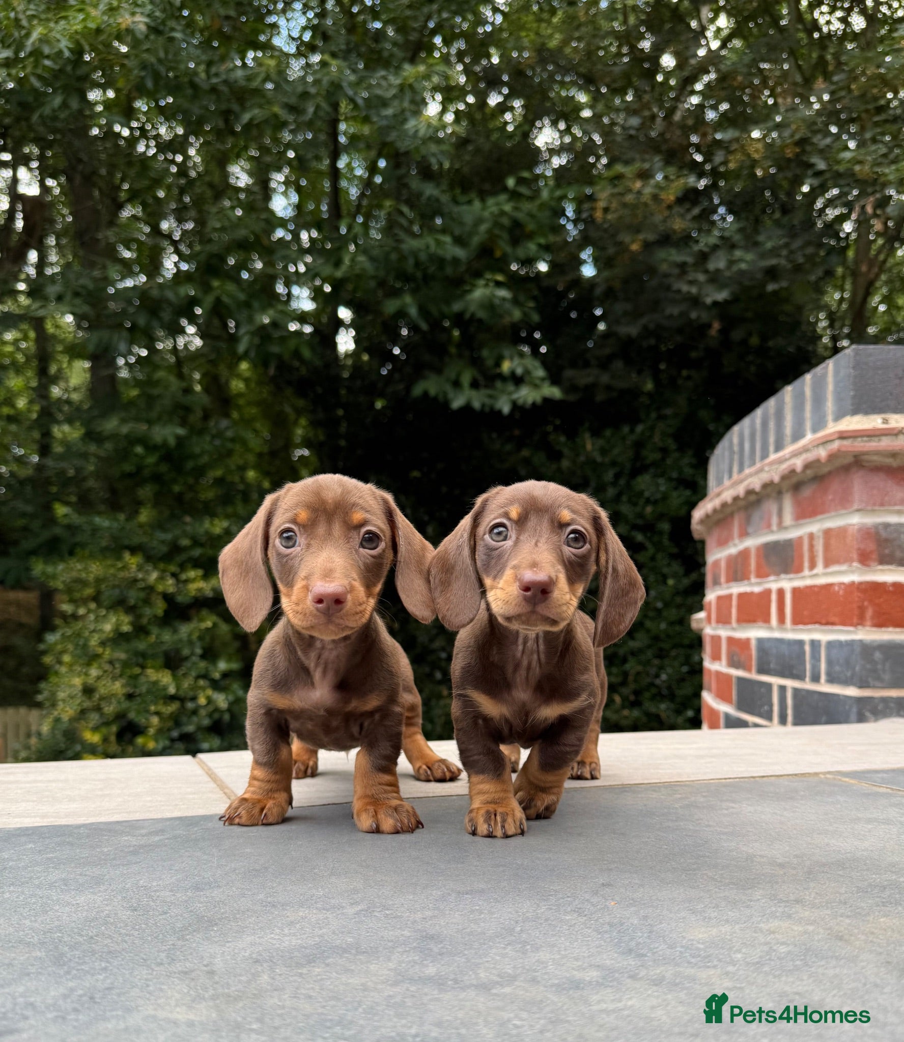 Miniature Dachshund dogs Miniature Dachshunds. PRA clear. 5 star breeder. - Advert 15