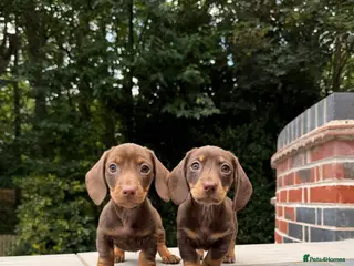 Miniature Dachshund dogs Miniature Dachshunds. PRA clear. 5 star breeder. - Advert 15
