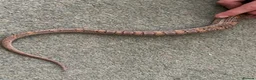 Corn Snake reptiles for sale: Healthy Adult Corn Snake (male) + Large Vivarium in Ashford - Advert 5