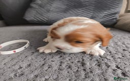 Cavalier King Charles Spaniel dogs for sale: Gorgeous litter of three Blenheim puppies - Image 4