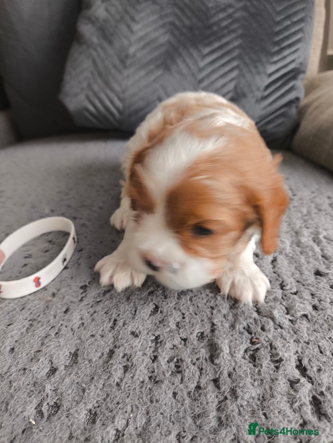 Cavalier King Charles Spaniel dogs for sale: Gorgeous litter of three Blenheim puppies - Image 4