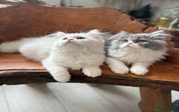Persian cats for sale: Pure pedigree Persian kittens in London Chelsea  in London - Image 12