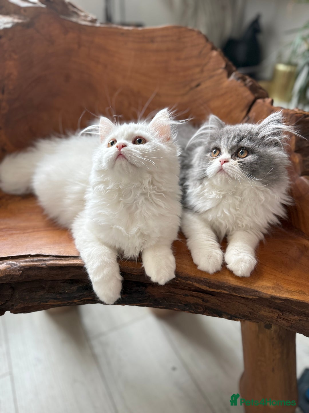 Persian cats for sale: Pure pedigree Persian kittens in London Chelsea  in London - Image 12