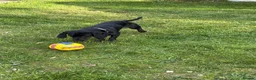 Mixed Breed dogs for sale: Spaniel rex  - Advert 5
