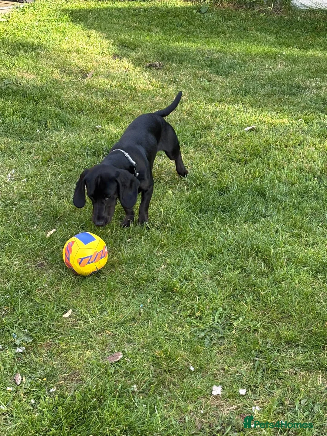 Mixed Breed dogs for sale: Spaniel rex  - Advert 5