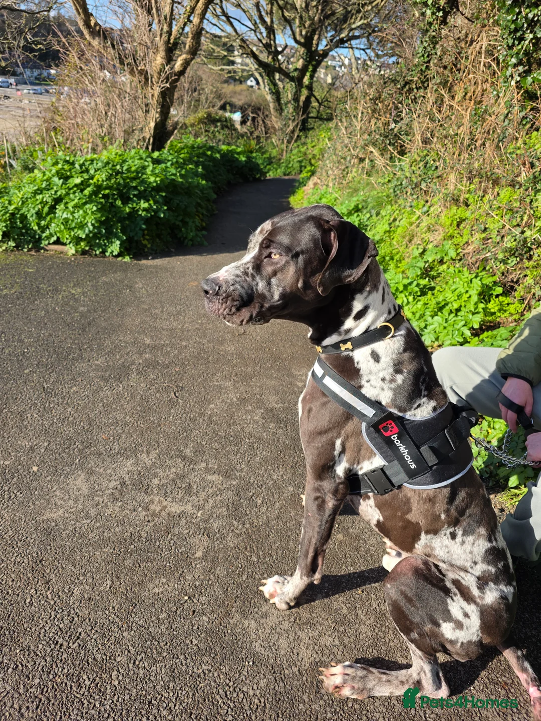 Great Dane dogs for sale: Beautiful male dane - Advert 6