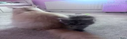 Persian cats for sale: The most adorable cross Persian kittens.  - Advert 16