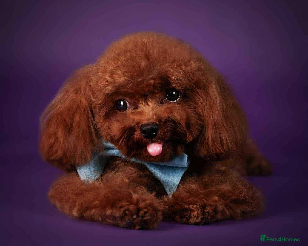 Maltipoo dogs for sale: Tiny F1 Asian Maltipoo puppies. Reserve now! - Image 20