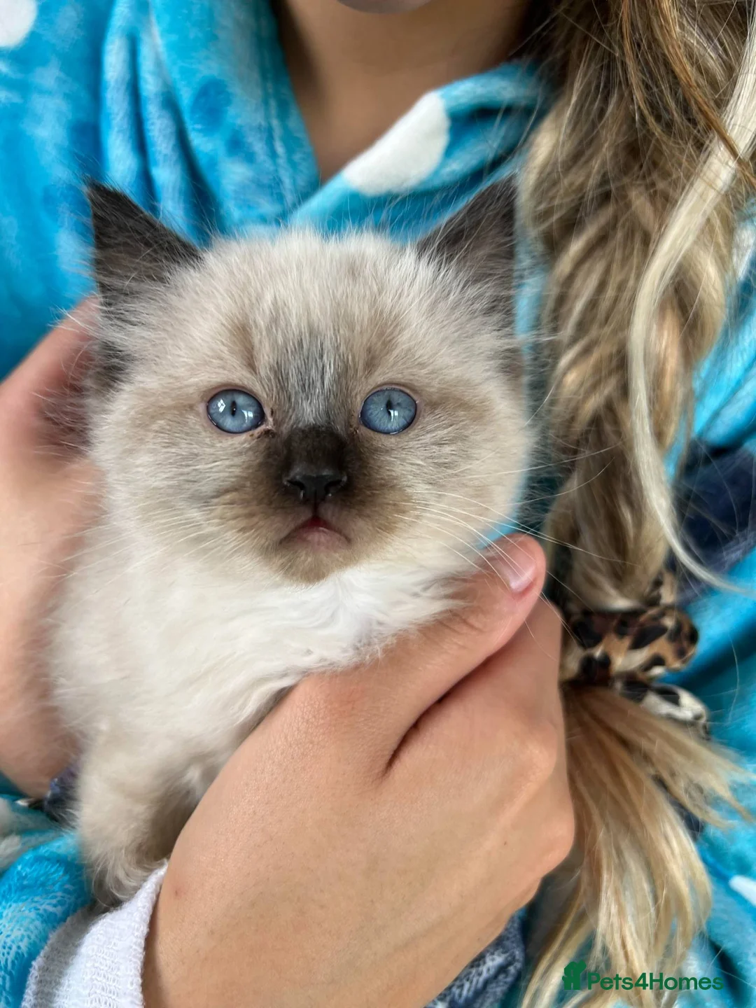 Ragdoll cats for stud: My beautiful PROVEN ragdoll for stud  in Cheltenham - Advert 8